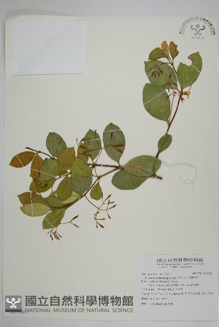 細梗絡石藏品圖，第1張