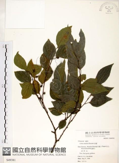 朴樹藏品圖，第1張