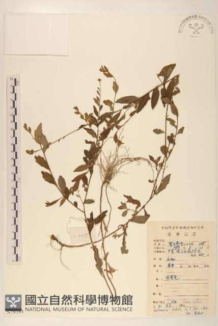 雞兒腸藏品圖，第1張