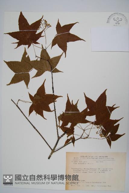 青楓藏品圖，第1張