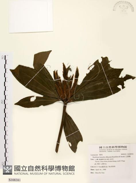 五掌楠藏品圖，第1張