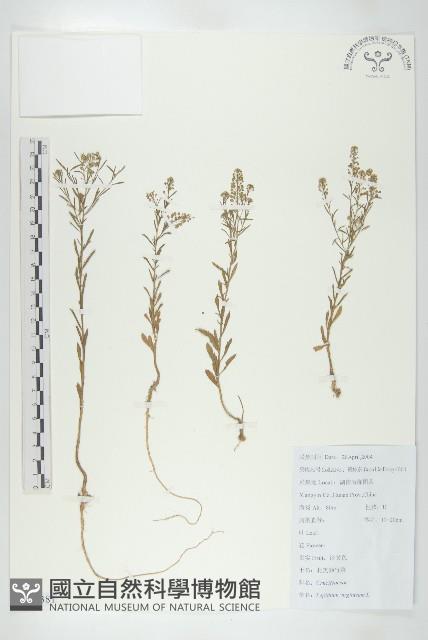 獨行菜藏品圖，第1張