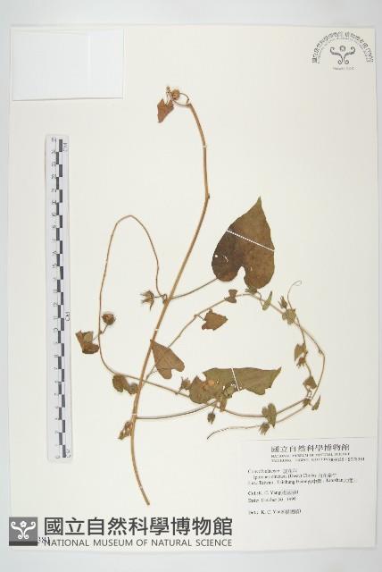 白花牽牛藏品圖，第1張