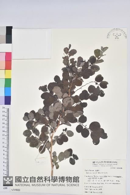 紅仔珠藏品圖，第1張