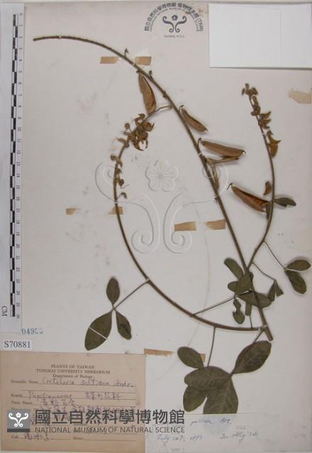 黃野百合藏品圖，第1張