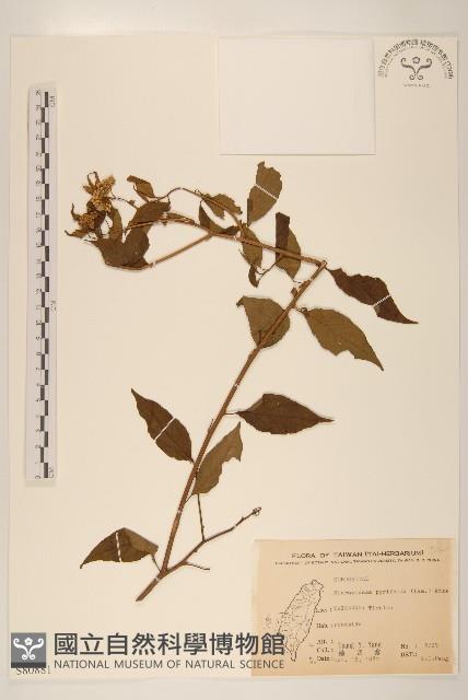 小舌菊、蔓綿菜藏品圖，第1張