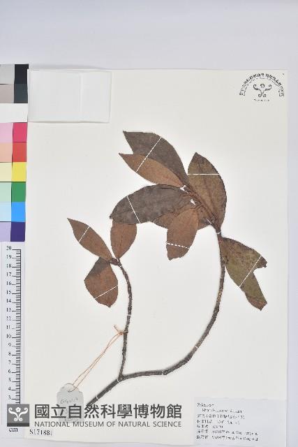 亮葉杜鵑藏品圖，第1張