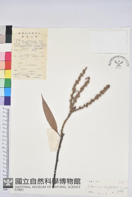 厚斗柯藏品圖，第1張