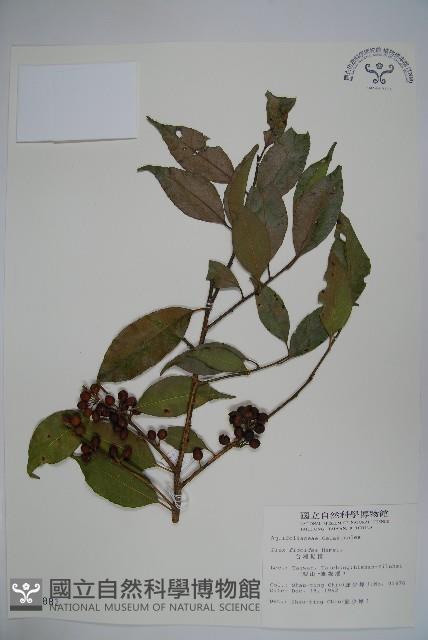 臺灣糊樗藏品圖，第1張