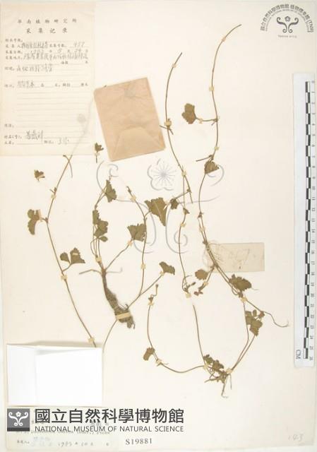 蛇莓、地莓、龍吐珠藏品圖，第1張