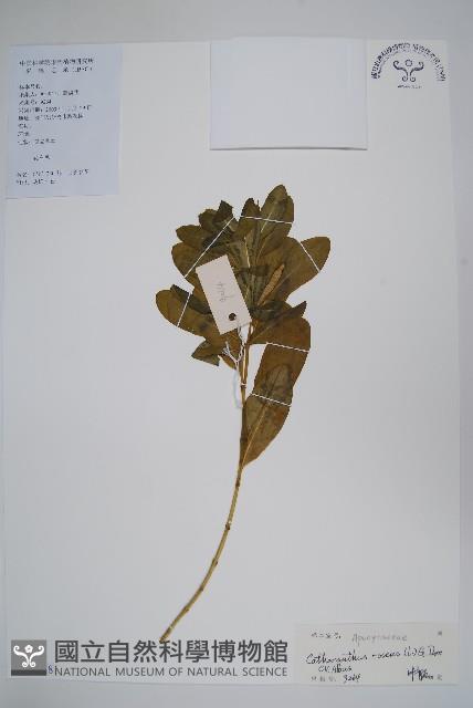 長春花藏品圖，第1張