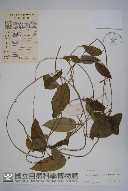 催乳藤藏品圖，第1張