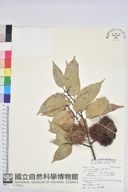 大葉苦櫧藏品圖，第1張