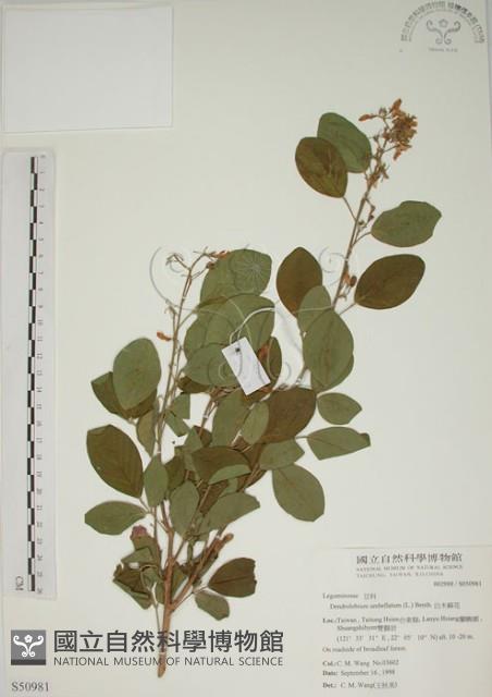 白木蘇花藏品圖，第1張