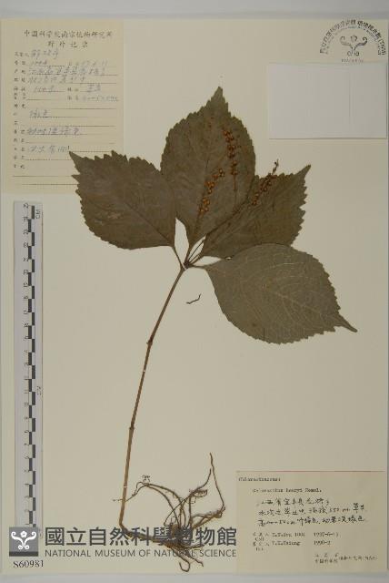 寬葉金粟蘭藏品圖，第1張