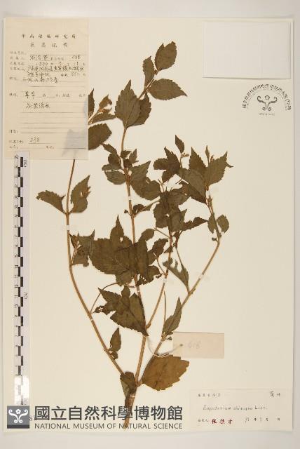 華澤蘭藏品圖，第1張