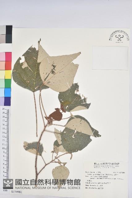 白匏子藏品圖，第1張