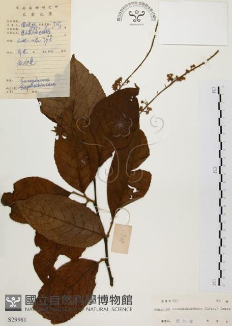 天料木藏品圖，第1張