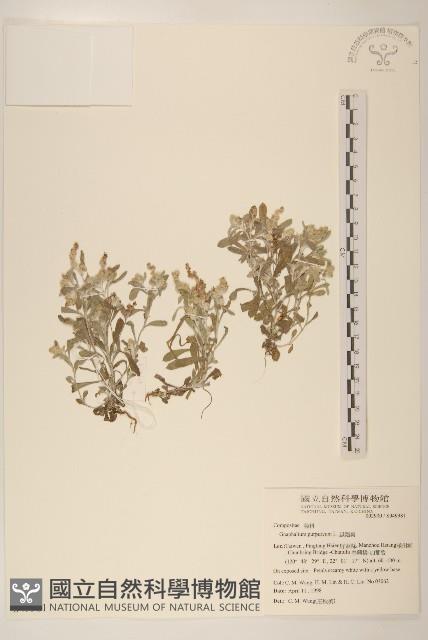 鼠麴舅藏品圖，第1張