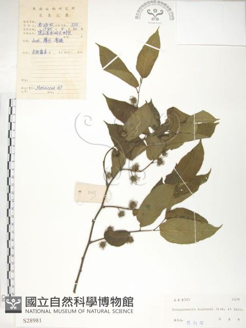 Accession Number:S028981 Collection Image