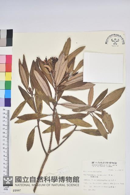 臺灣杜鵑藏品圖，第1張