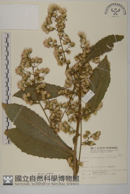 薄葉艾納香藏品圖，第1張