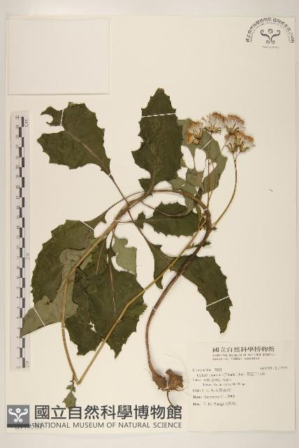 黃花三七草藏品圖，第1張