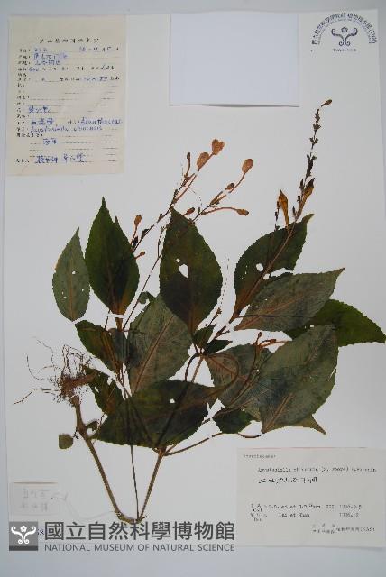 擬馬偕花、白接骨藏品圖，第1張