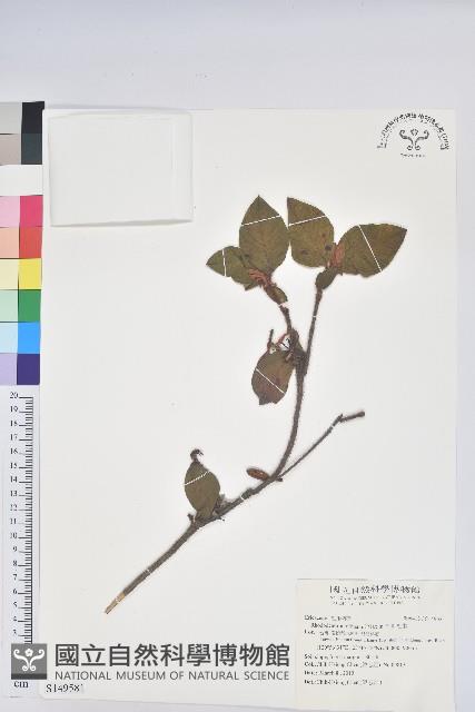 金毛杜鵑藏品圖，第1張