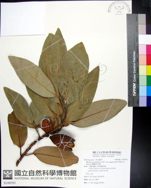 蘭嶼肉豆蔻藏品圖，第1張