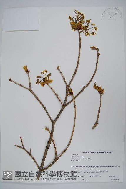 登錄號:S058581藏品圖，第1張