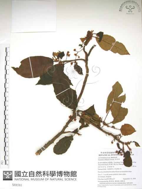 水冬瓜藏品圖，第1張