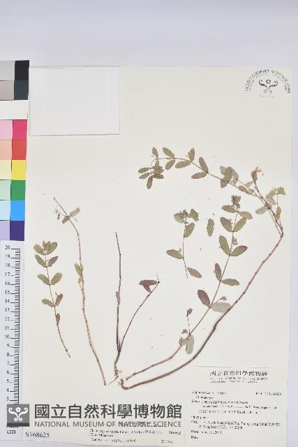 假紫斑大戟藏品圖，第1張