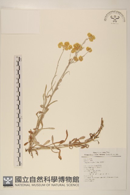 鼠麴草藏品圖，第1張