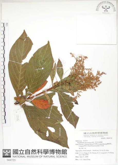 呂宋水錦樹藏品圖，第1張