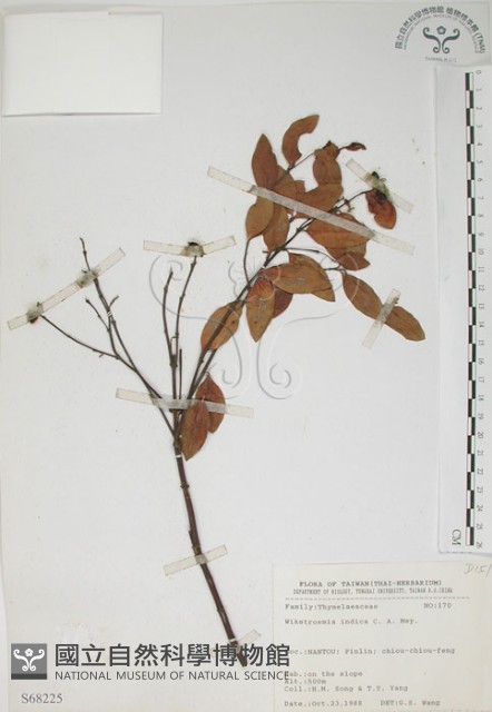南嶺蕘花藏品圖，第1張