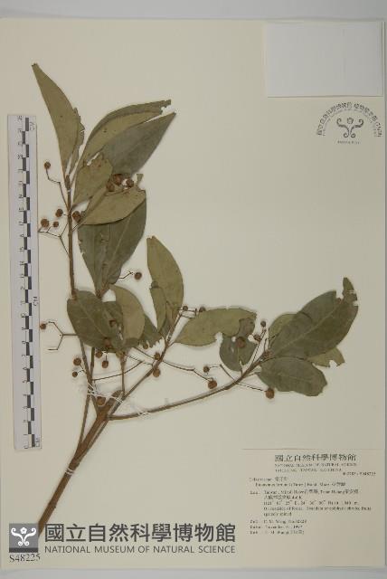 扶芳藤藏品圖，第1張