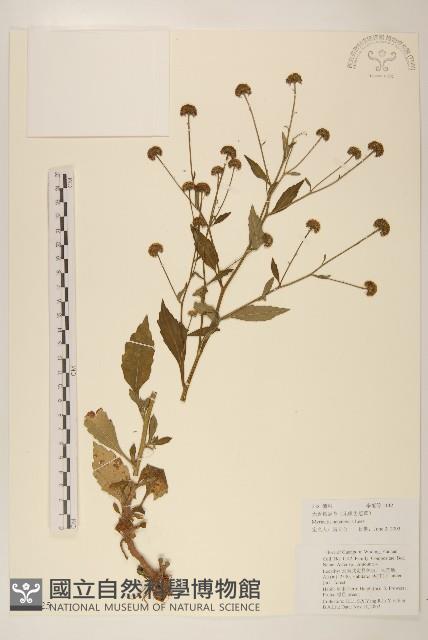 圓舌粘冠草藏品圖，第1張