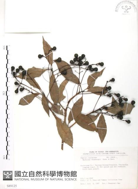 豬腳楠藏品圖，第1張