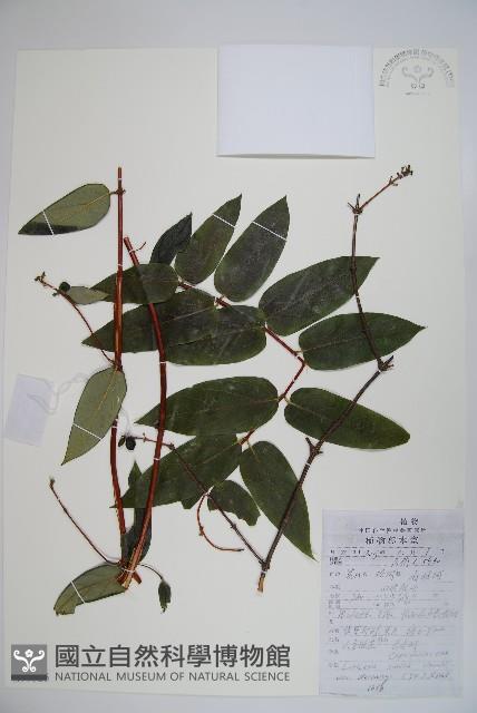 吊子金銀花藏品圖，第1張