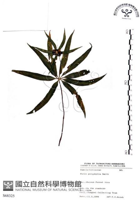 七葉一枝花藏品圖，第1張