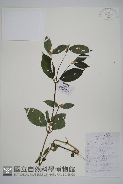 土牛膝藏品圖，第1張