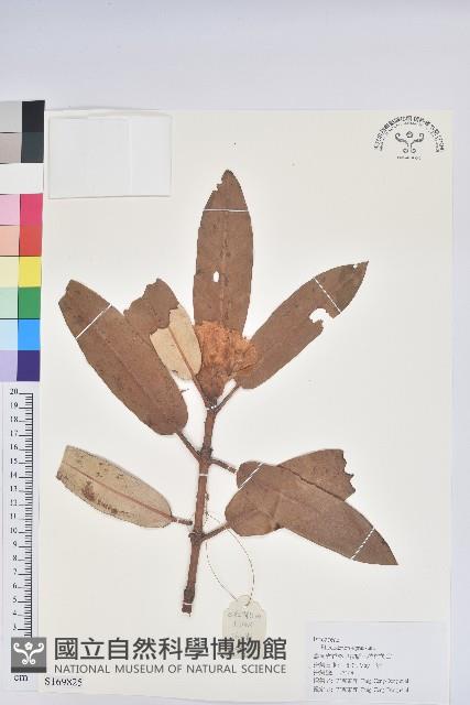 優秀杜鵑藏品圖，第1張