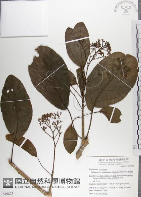 青脆枝藏品圖，第1張