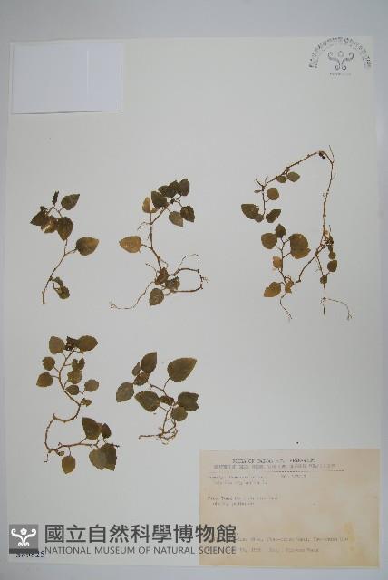 圓葉山梗菜藏品圖，第1張