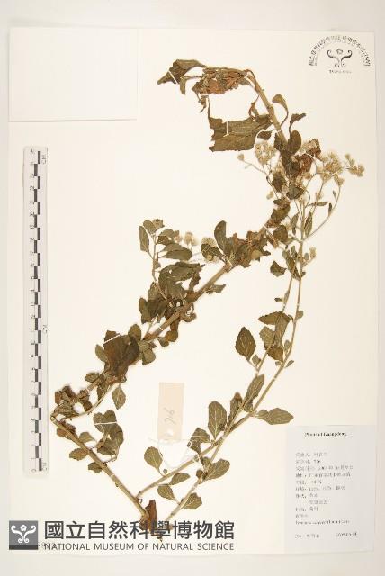 一枝香藏品圖，第1張