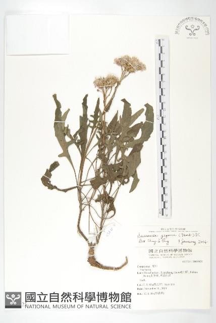 鳳毛菊藏品圖，第1張