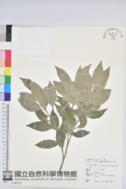 臺灣假黃楊藏品圖，第1張