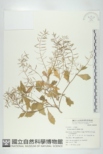 葶藶藏品圖，第1張