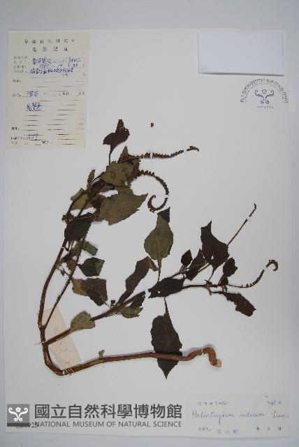 狗尾草藏品圖，第1張